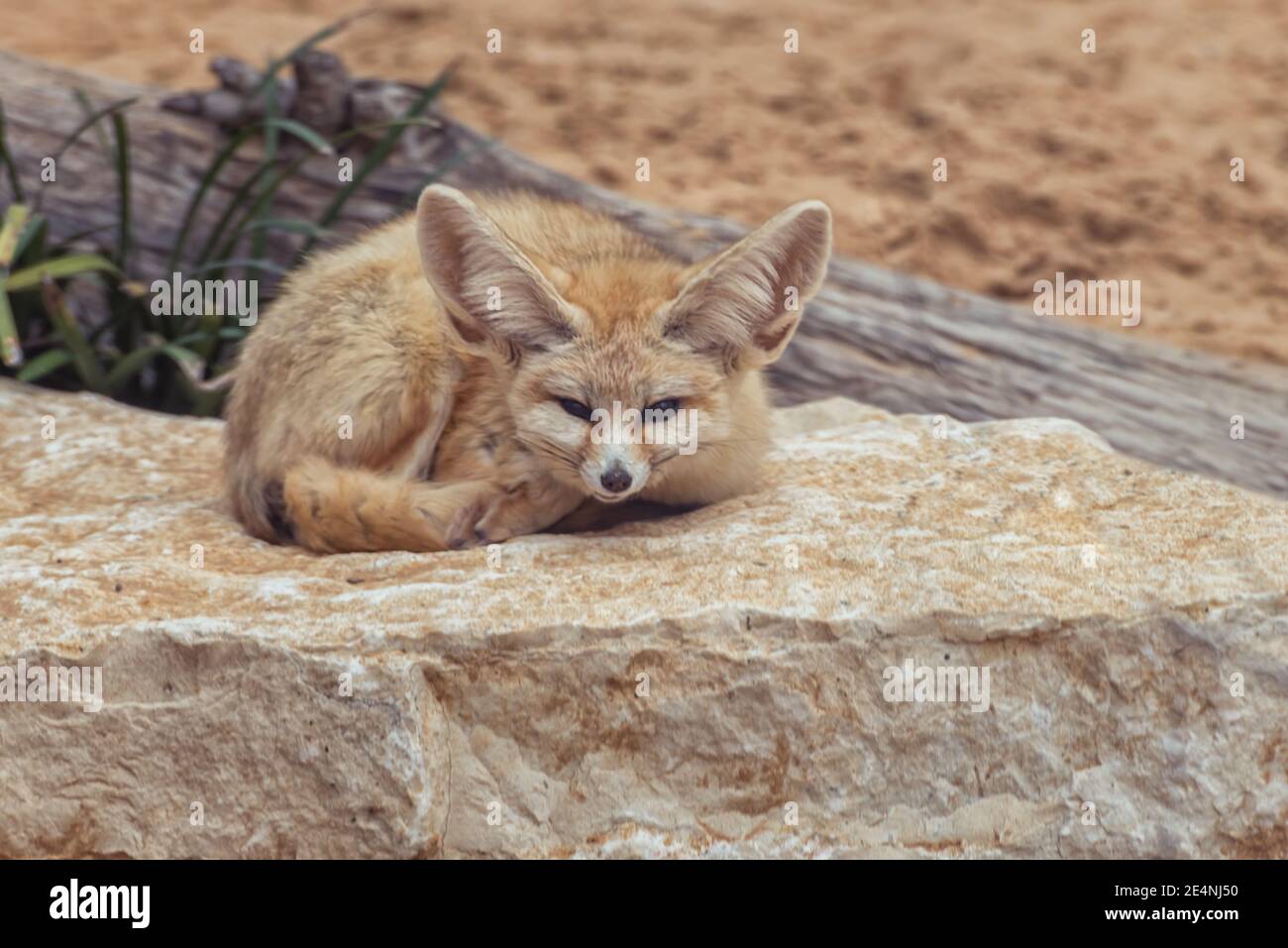 Fennec fox, Vulpes zerda, a small crepuscular fox native to the Sahara