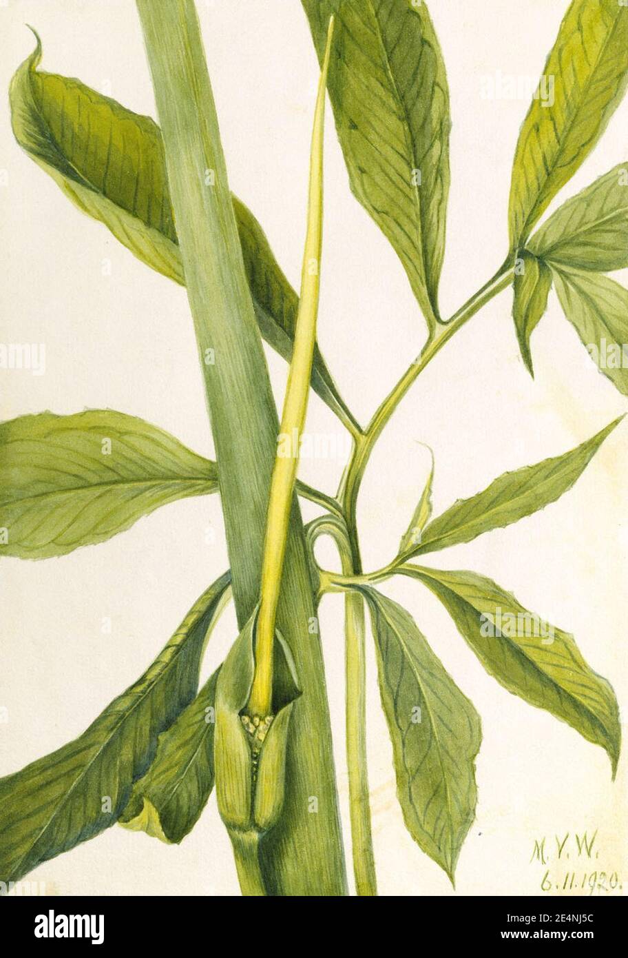 Mary Vaux Walcott - Greendragon (Arisaema dracontium) Stock Photo