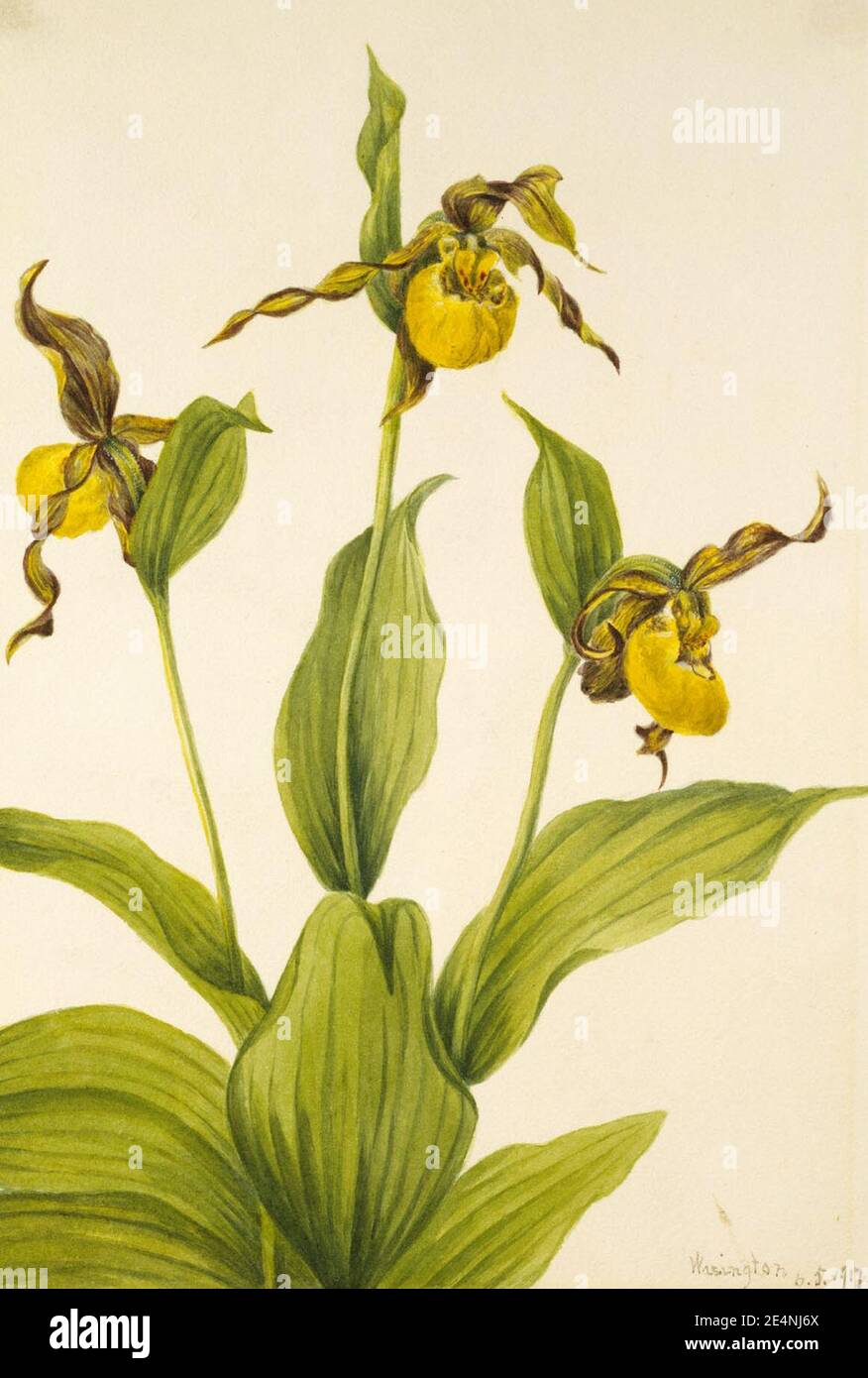 Mary Vaux Walcott - Small Yellow Ladyslipper (Cypripedium parviflorum) Stock Photo