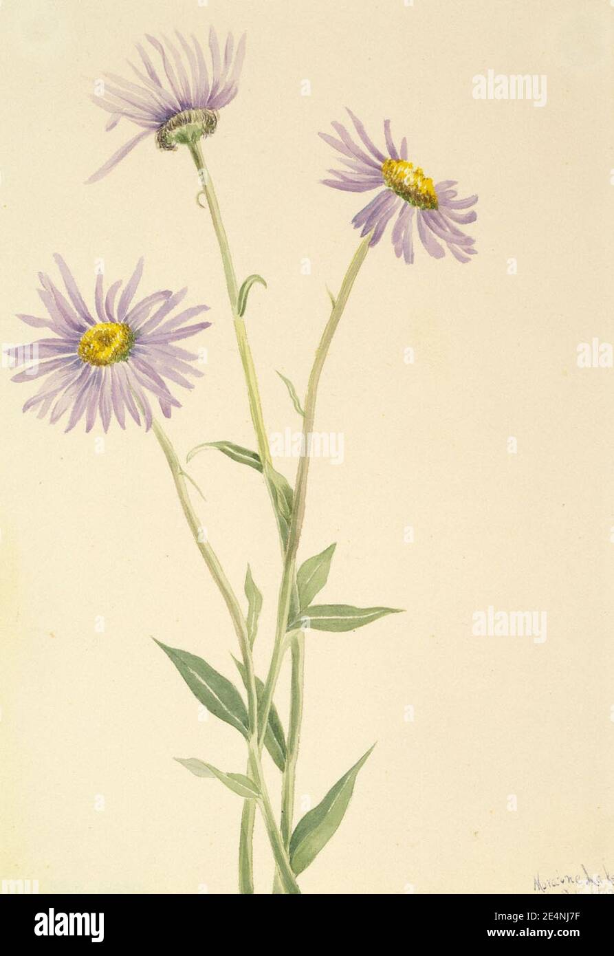Mary Vaux Walcott - Showy Fleabane (Erigeron salsuginosus) Stock Photo