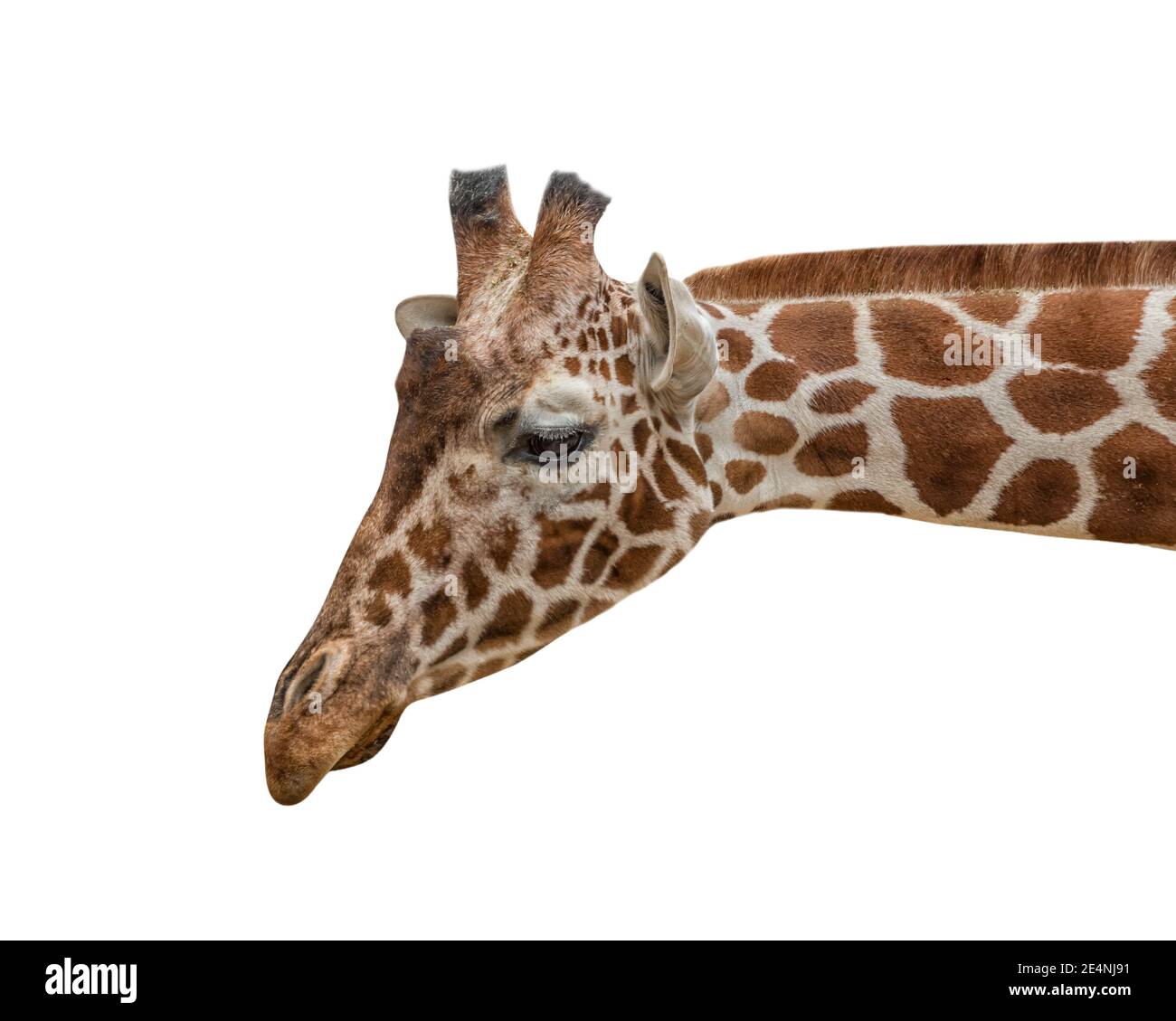Reticulated Giraffe, Giraffa camelopardalis reticulata, Somali giraffe Isolated Stock Photo