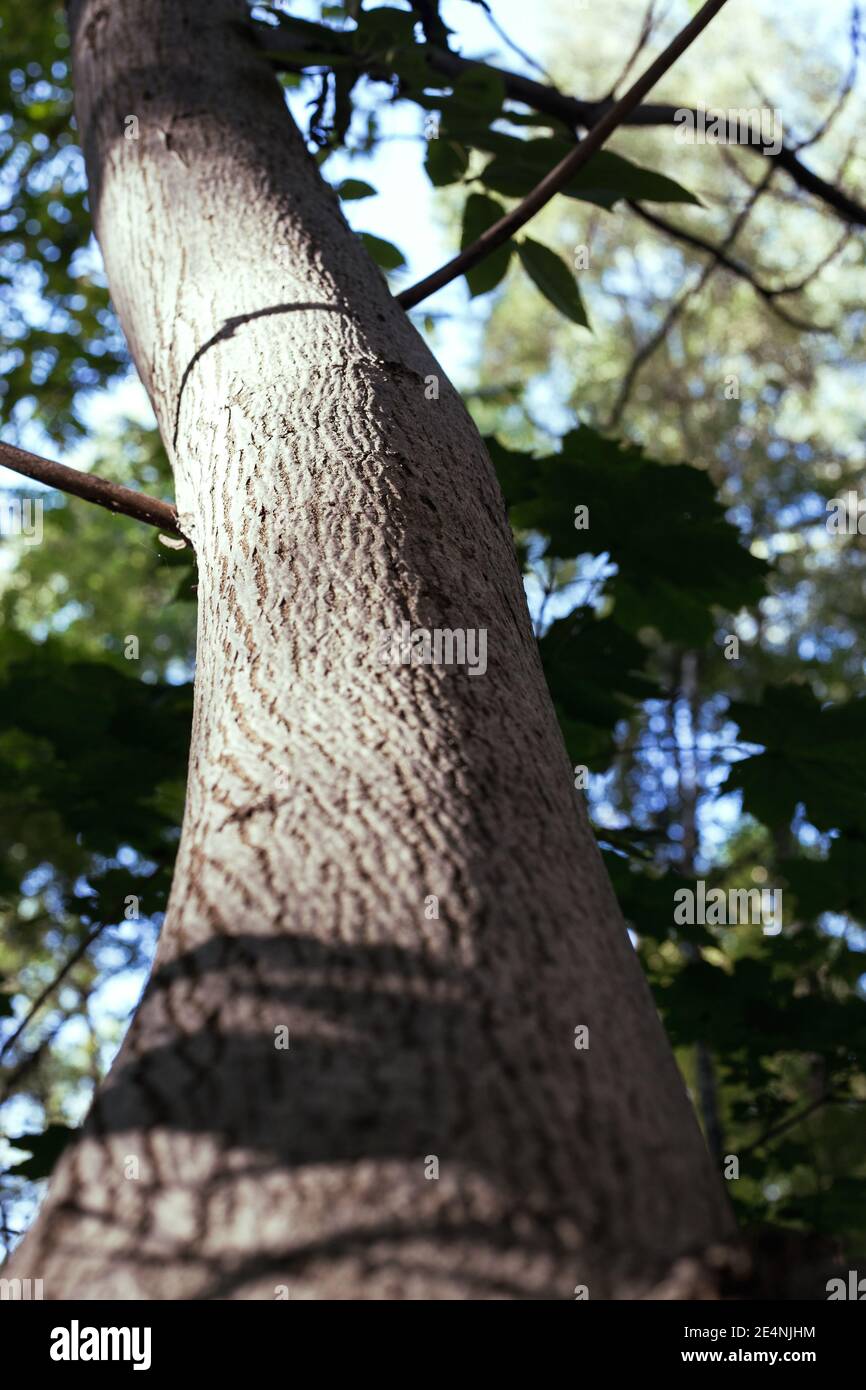 Manchurian hazelnut tree leaves. Tree trunk. Dense thickets Stock Photo