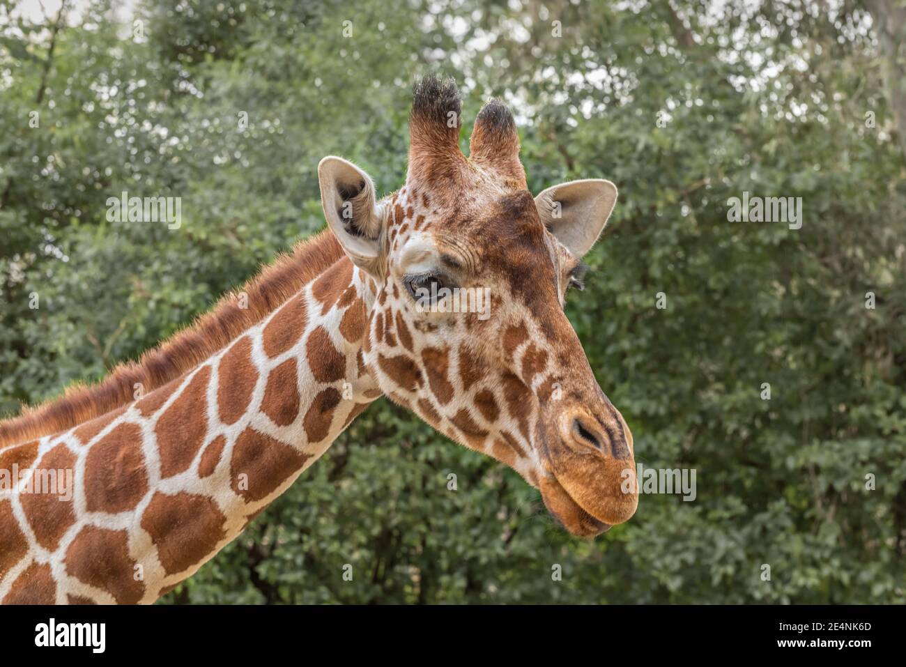 Reticulated Giraffe, Giraffa camelopardalis reticulata, Somali giraffe. Animals in der wild life Stock Photo