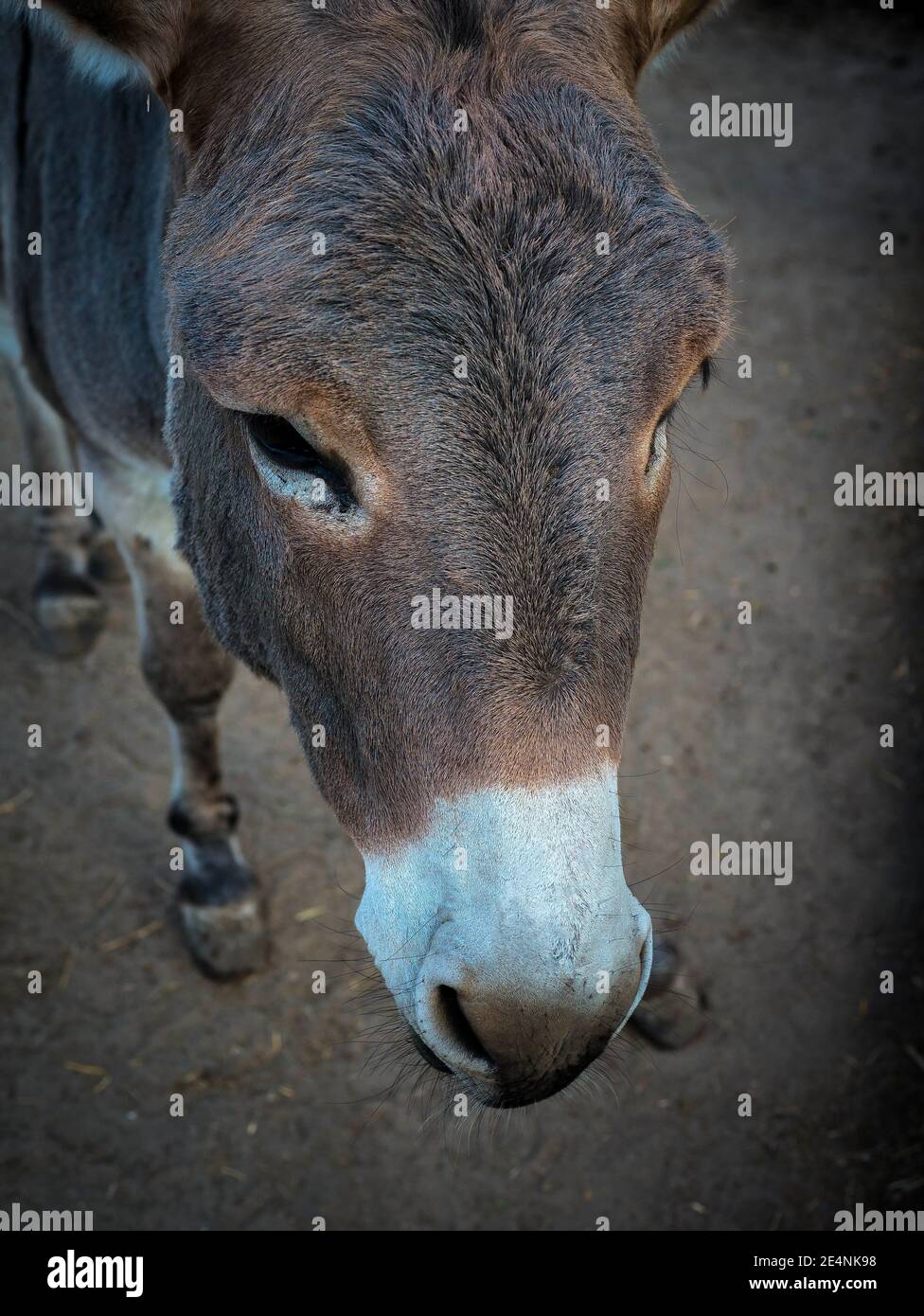 Donkey top view, donkey head close-up Stock Photo - Alamy