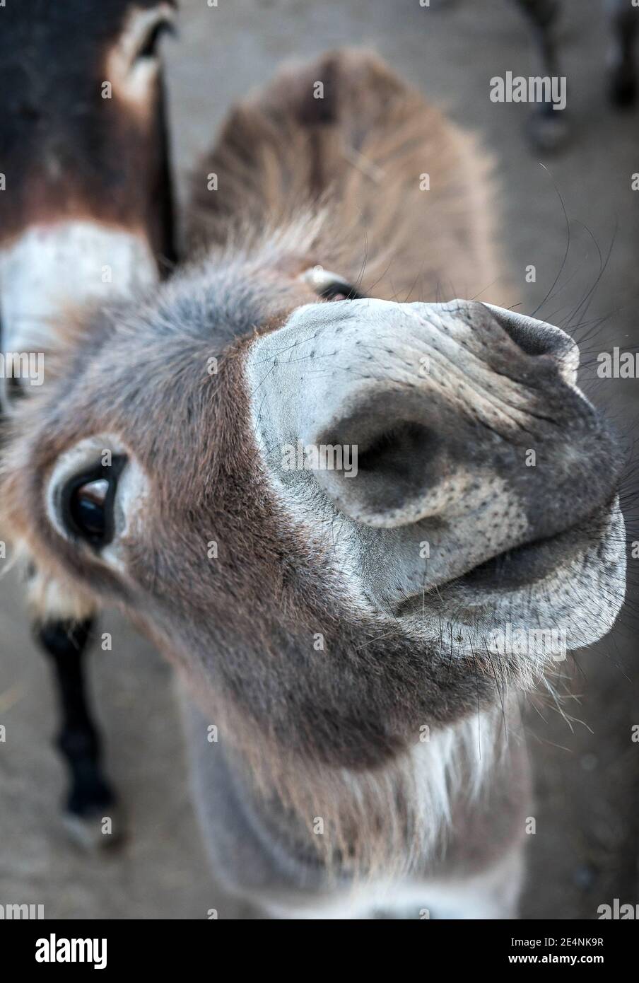 Funny animal looks into the camera lens, donkey close-up face, animal poses  to the camera Stock Photo - Alamy