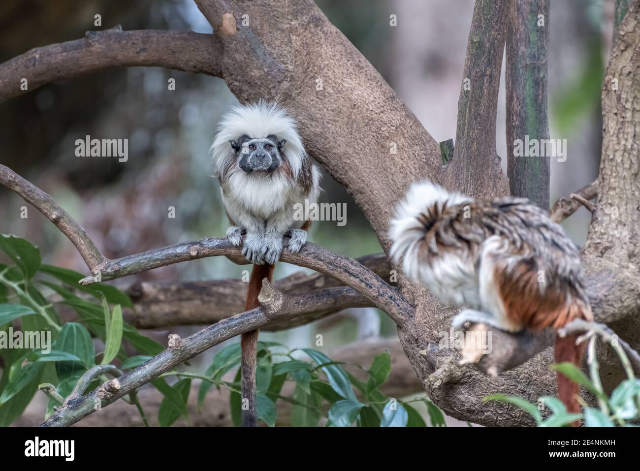 Cotton Top Tamarin, Saguinus oedipus, a small New World monkey is on a tree. Exotic animals Stock Photo - Alamy Cotton Top Tamarin, Saguinus oedipus, a small New World monkey is on a tree. Exotic animals Stock Photo - Alamy