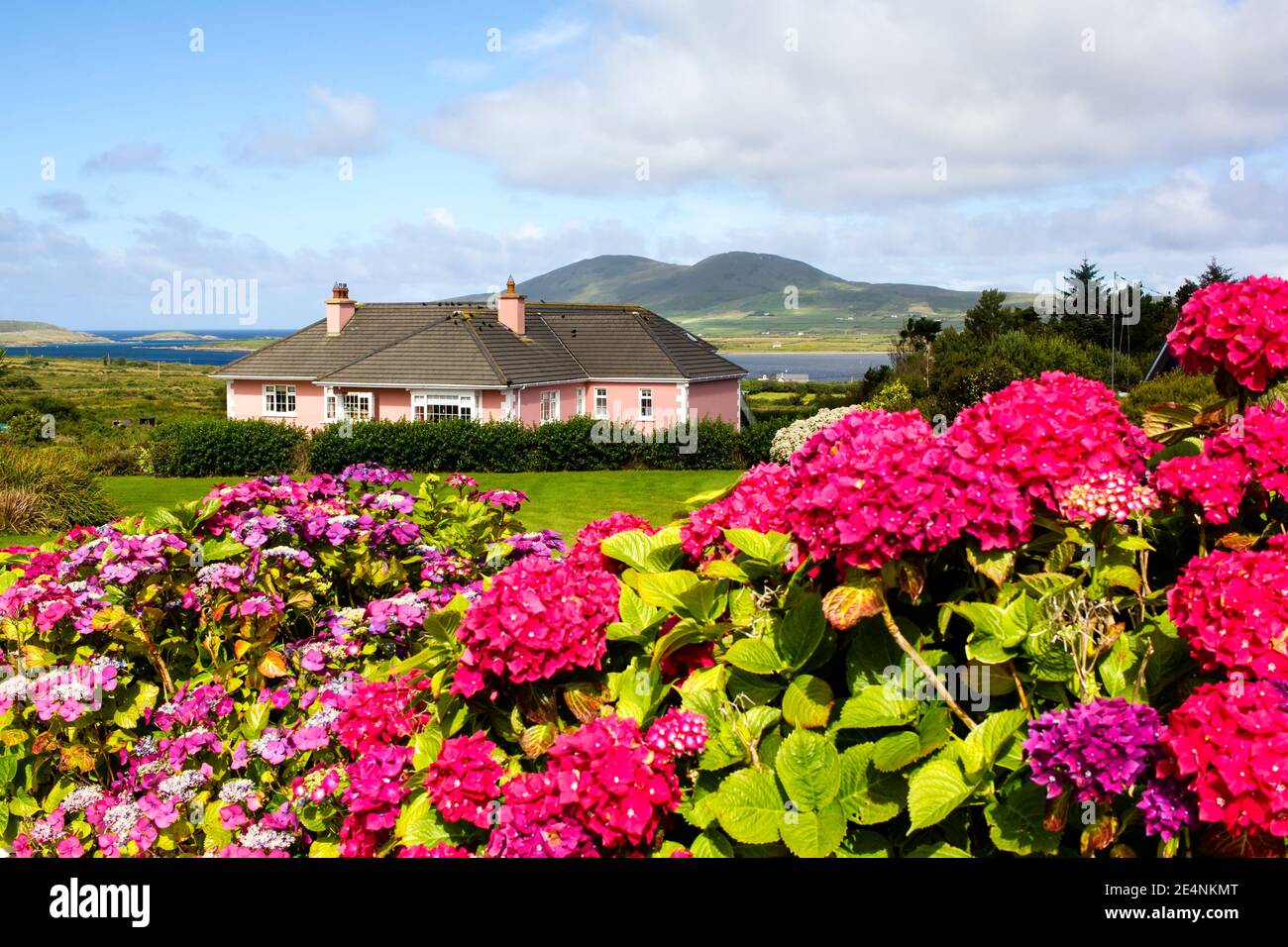 Irish countryside with hydrangeas blooming on the foreground and cute pink house is hidden on the background. Stock Photo