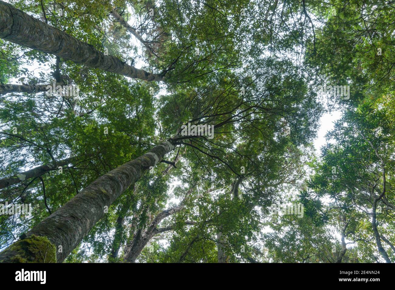 Tall rimu tand beech rees tower from below overhead converging into ...