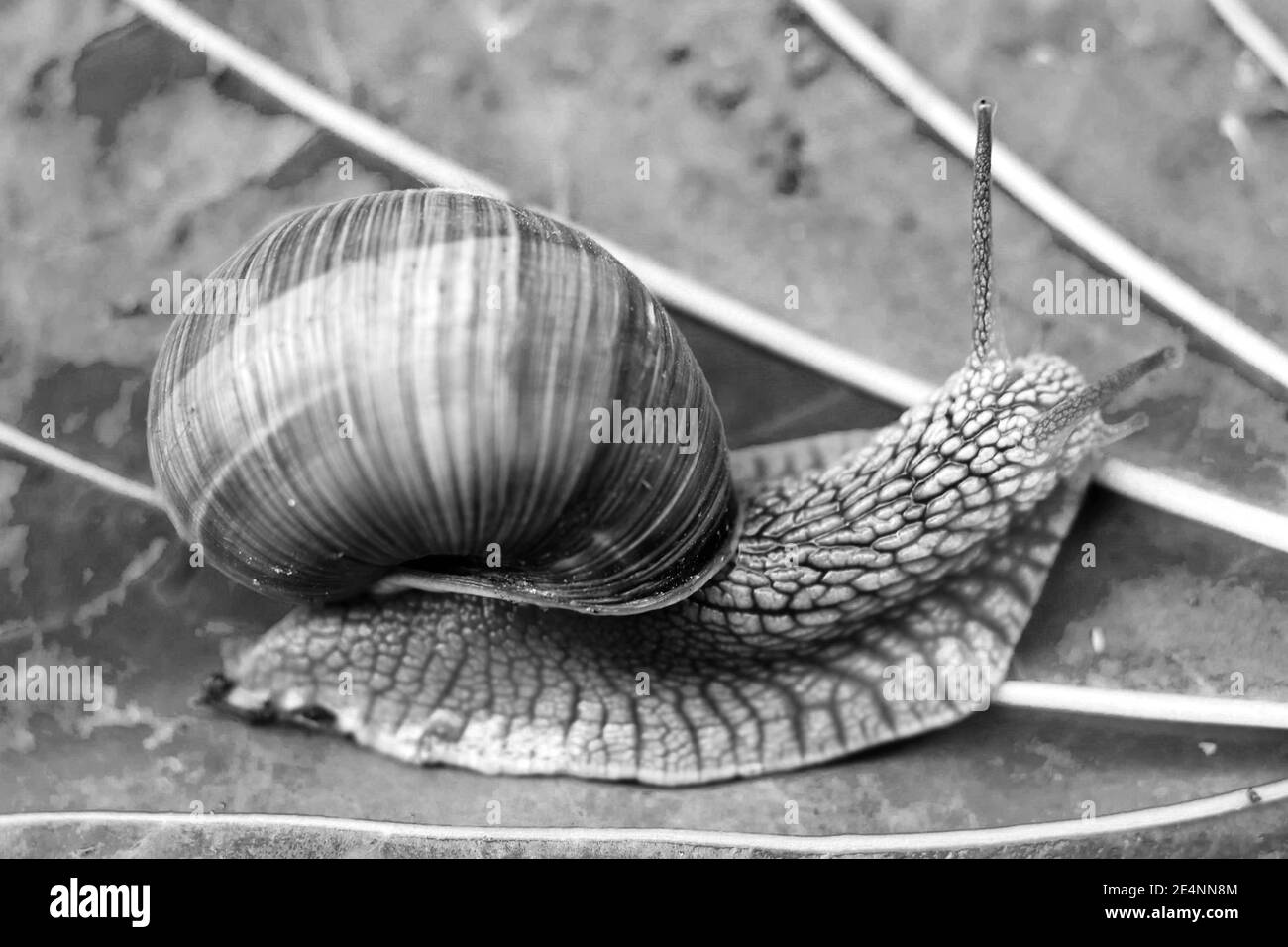 Garden snail on a wet leaf. Stock Photo