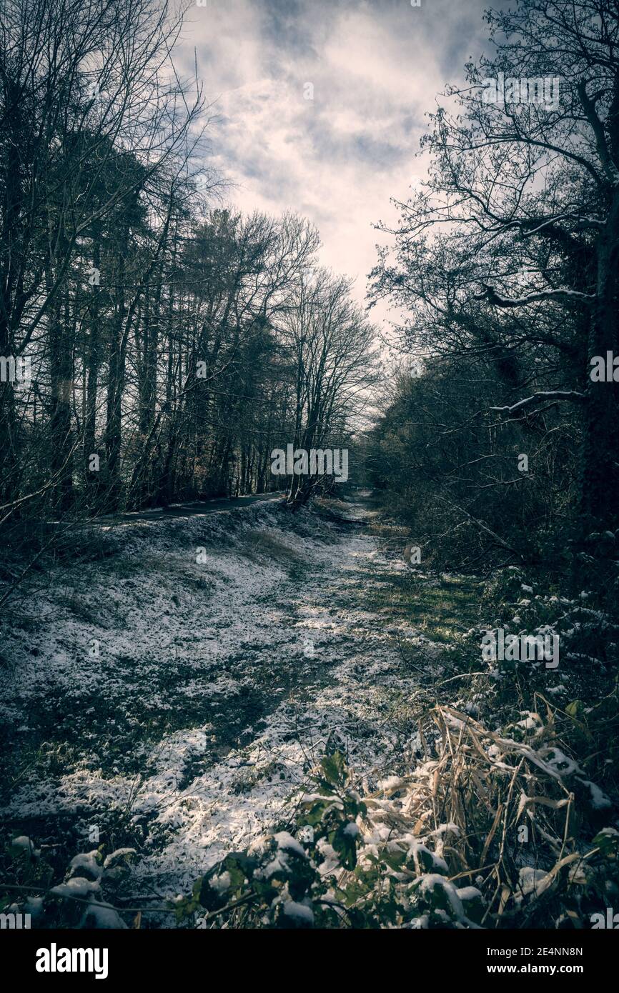 Dark forest Stock Photo