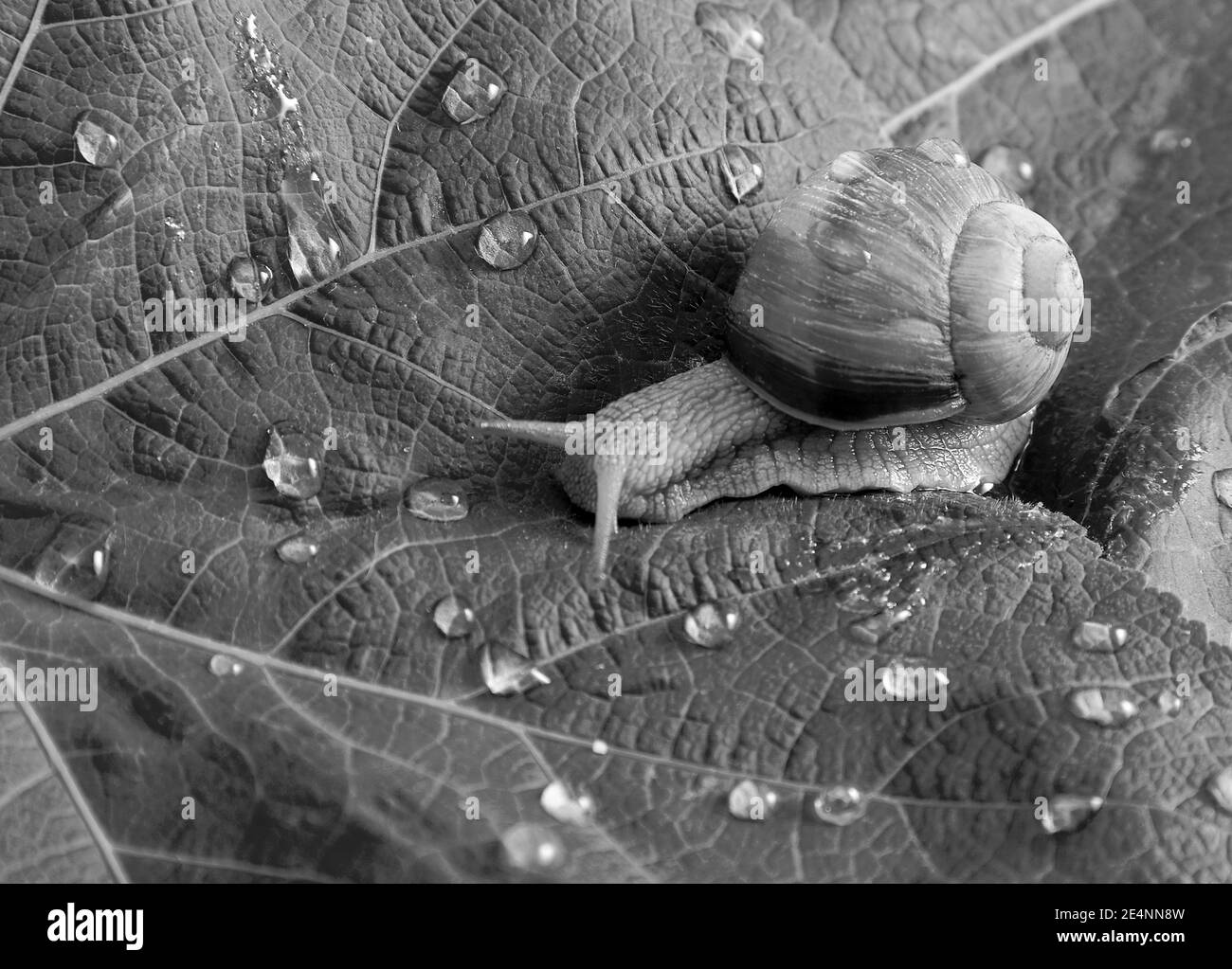 Garden snail on a wet leaf. Stock Photo