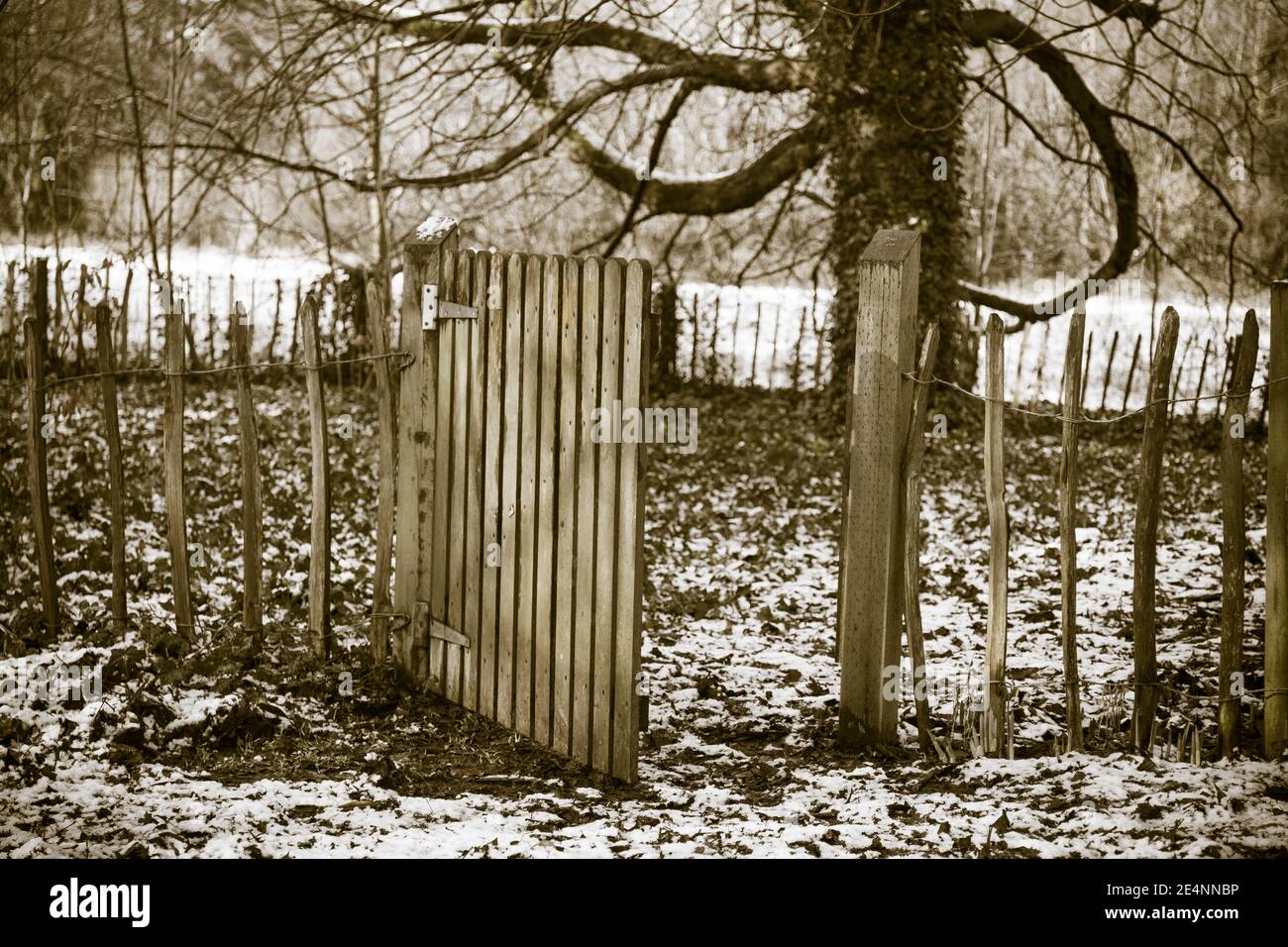 Wooden gate in the forest Stock Photo - Alamy