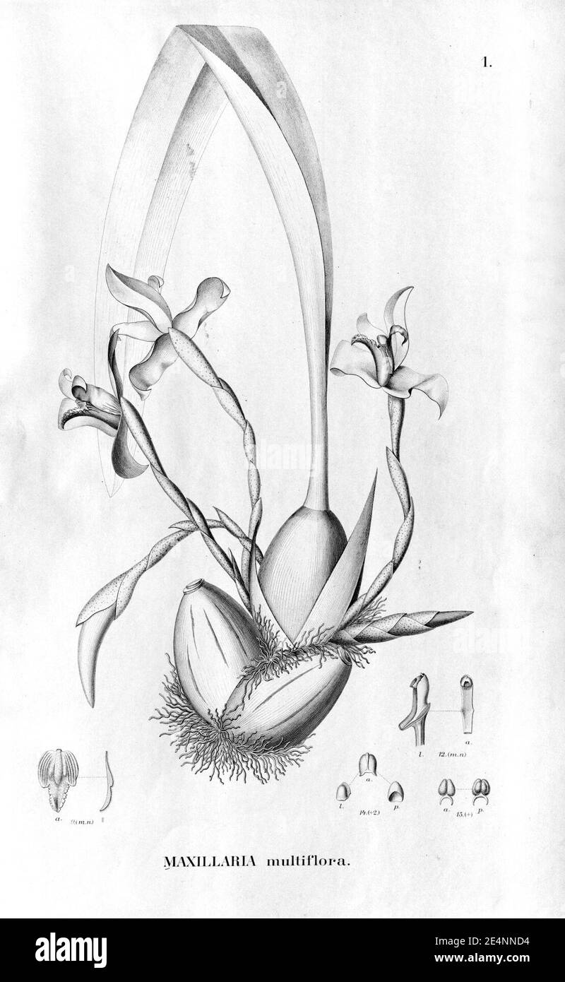 Maxillaria parkeri (as Maxillaria multiflora) - Fl.Br.3-6-001. Stock Photo