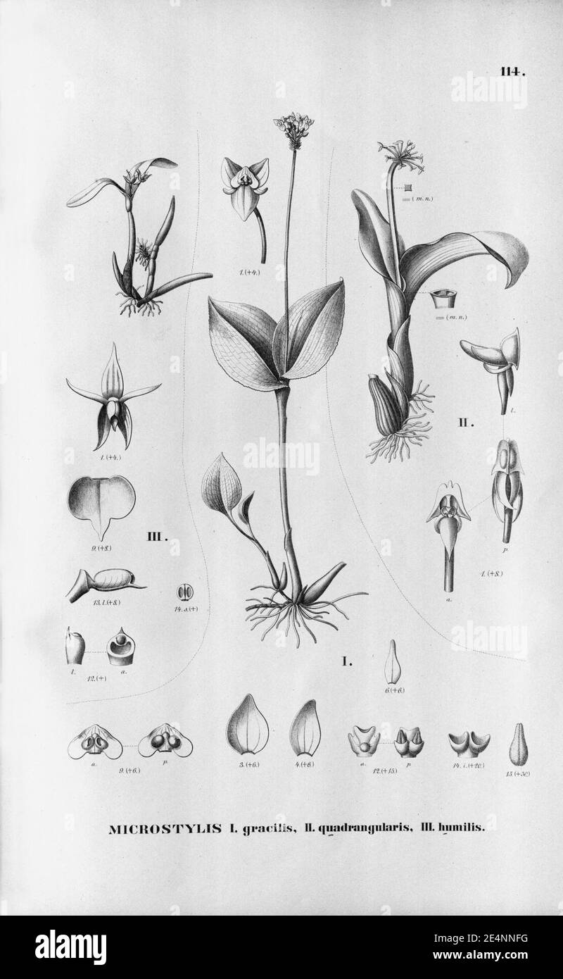 Malaxis cogniauxiana (as Microstylis gracilis) - Malaxis excavata (as Microstylis quadrangularis) - Prosthechea pygmaea (as Microstylis humilis) - Fl.Br. 3-6-114. Stock Photo