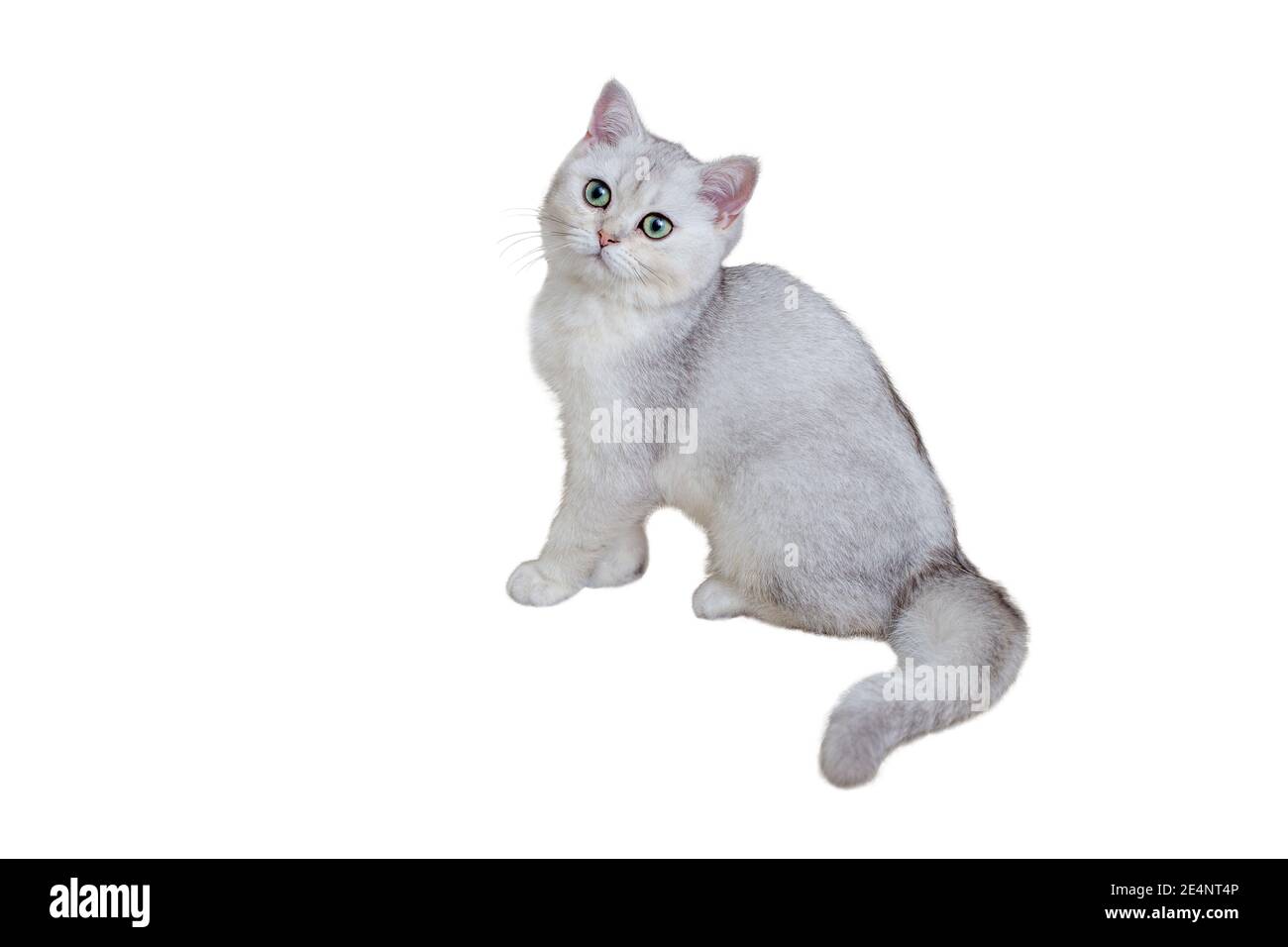 Beautiful gray kitten five months old British breed sits on a white background. Stock Photo