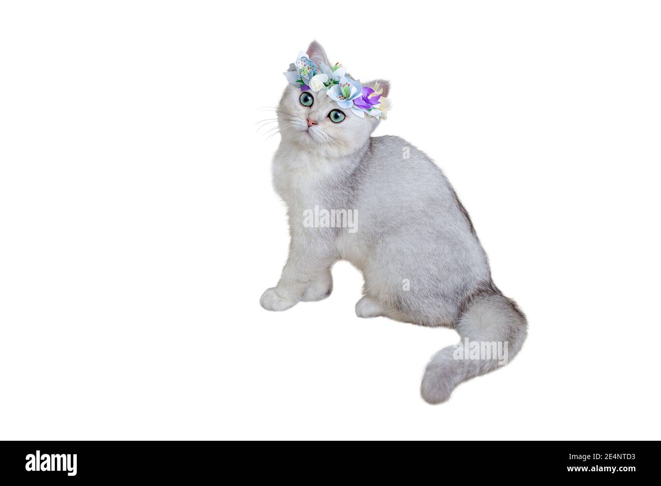 Beautiful gray kitten British breed in a blue flower crown sitting on a white background. Stock Photo