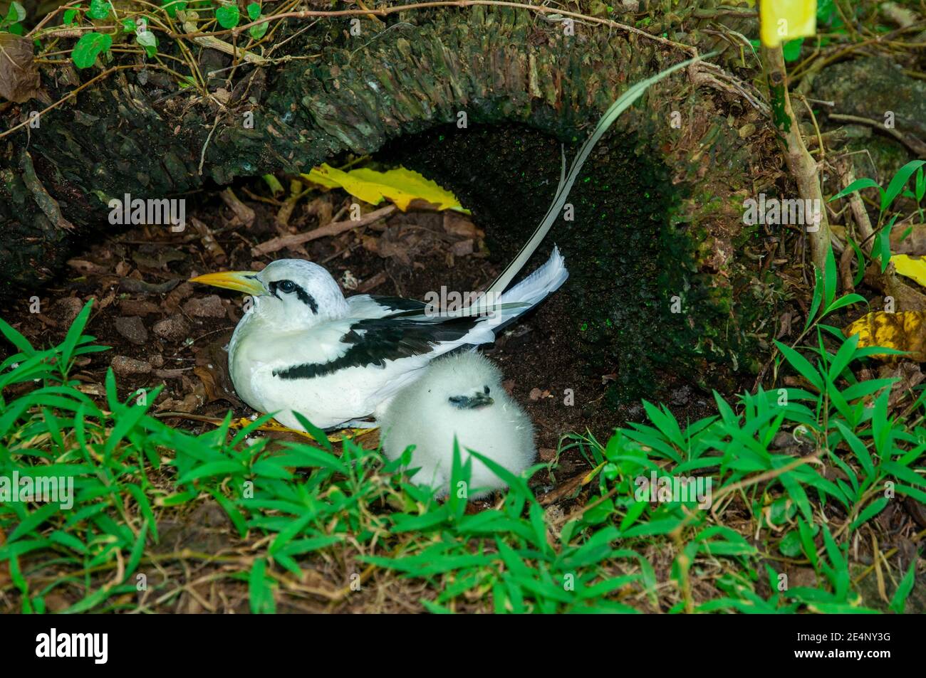 The black and white birds nesting in a forest Stock Photo - Alamy