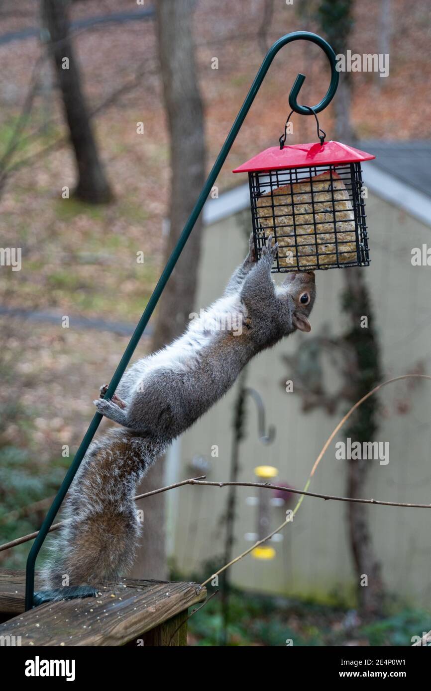 Squirrel hanging upsidedown eating from a suet bird feeder Stock Photo