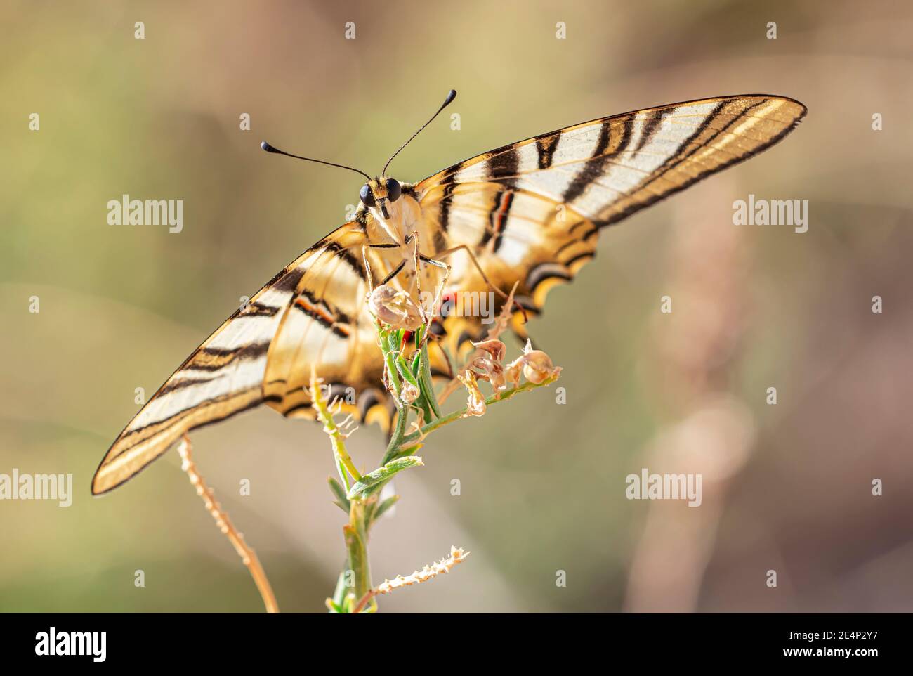 Mariposa aislada marrón y blanca posada en una planta mostrando las alas sobre un fondo desenfocado Stock Photo