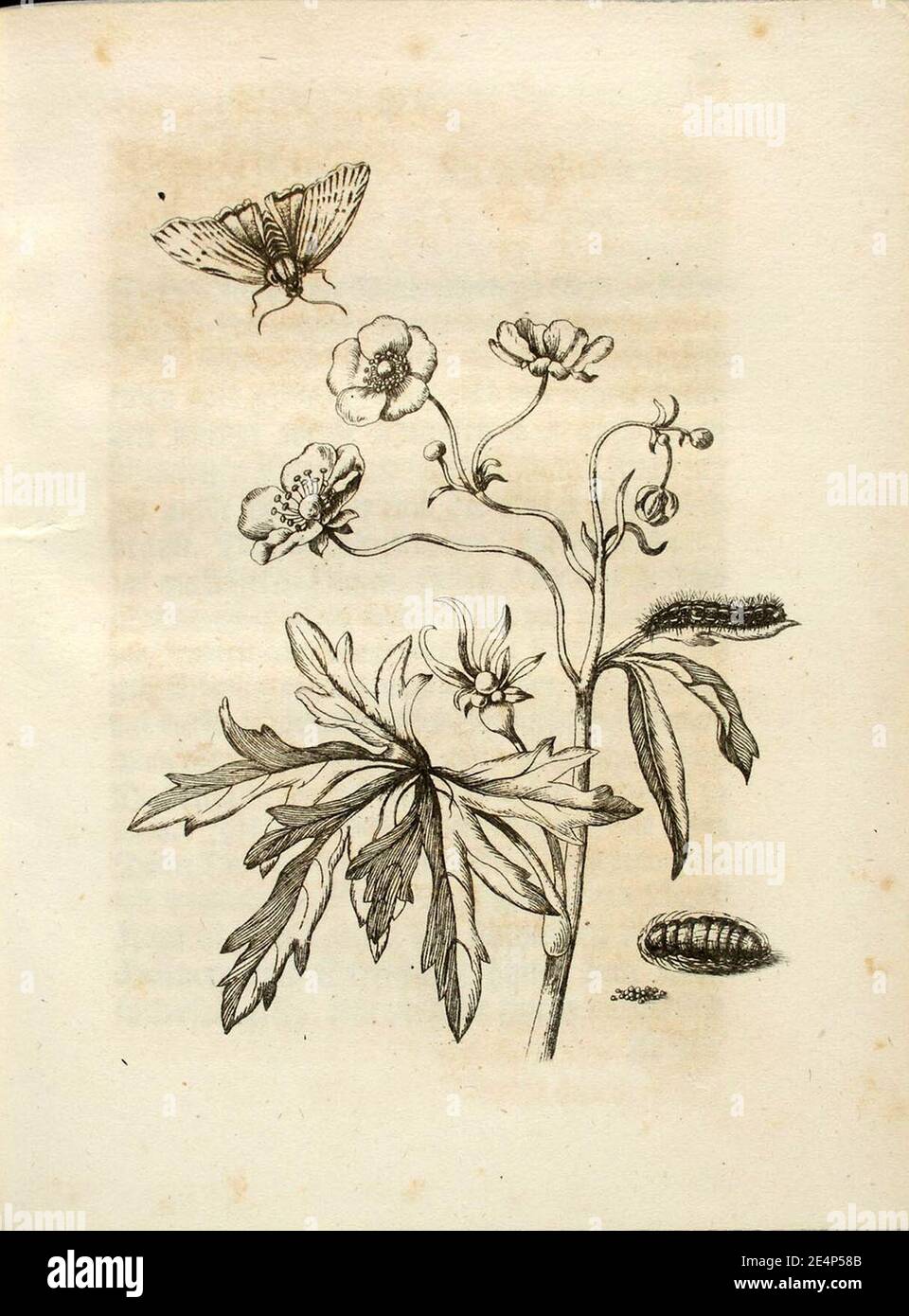 Der raupen wunderbare verwandelung and sonderbare blumennahrung hi-res stock photography and images