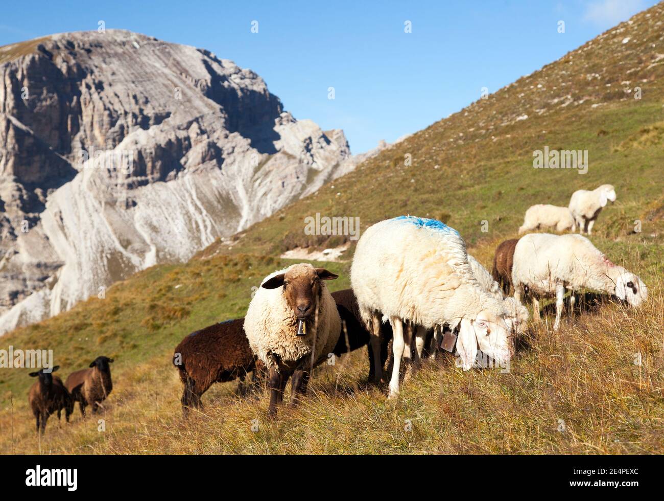 herd of sheep in alps dolomites mountains, ovis aries, sheep is typical farm animal on mountains Stock Photo