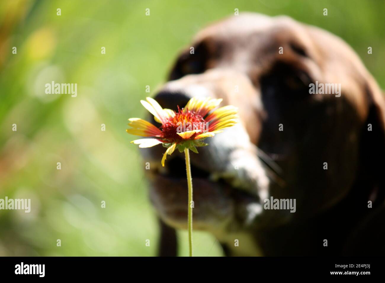 Dog sniffing flower hires stock photography and images Alamy