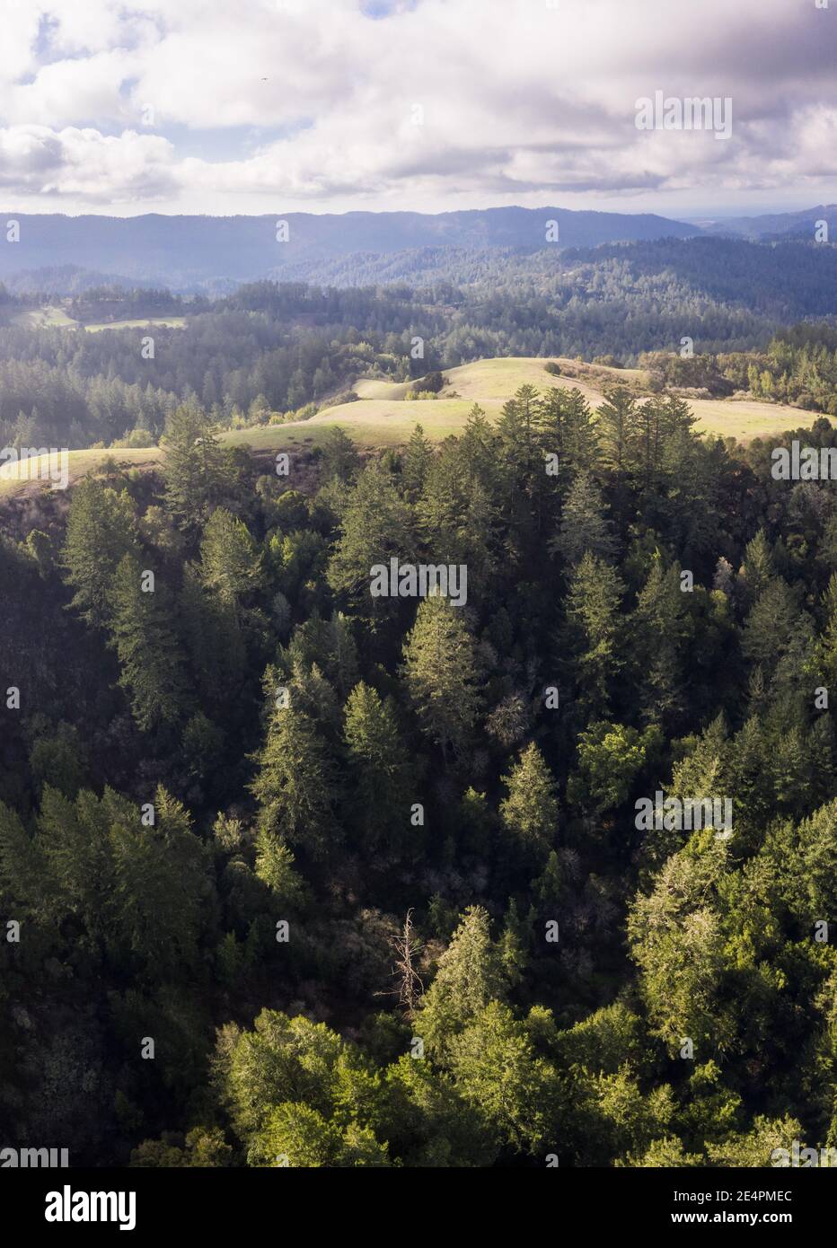 A mixed evergreen forest covers the Santa Cruz mountains, south of San Francisco. This coastal region is home to extensive scenic forests and beaches. Stock Photo