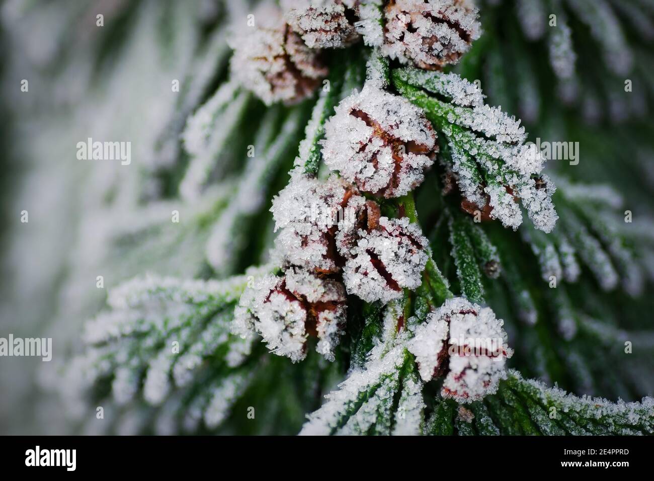 Frozen Leyland cypress cones in the garden, beautiful covered in ice crystals Stock Photo