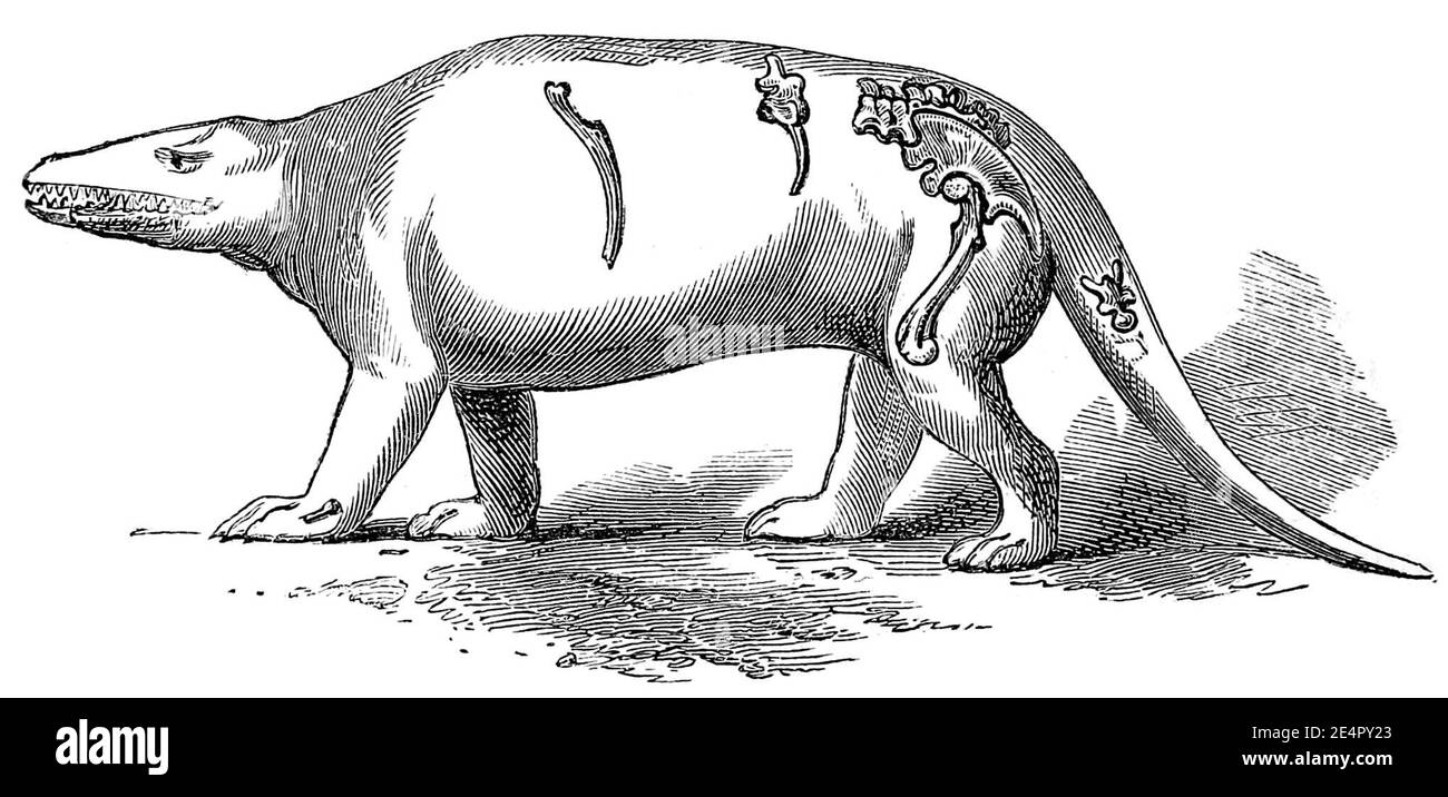 Megalosaurus historical life reconstruction Owen 1854 Stock Photo Alamy