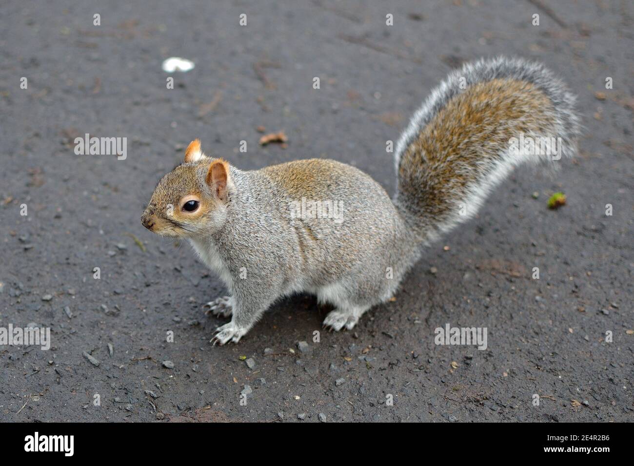 Squirrels in Glasgow Stock Photo Alamy