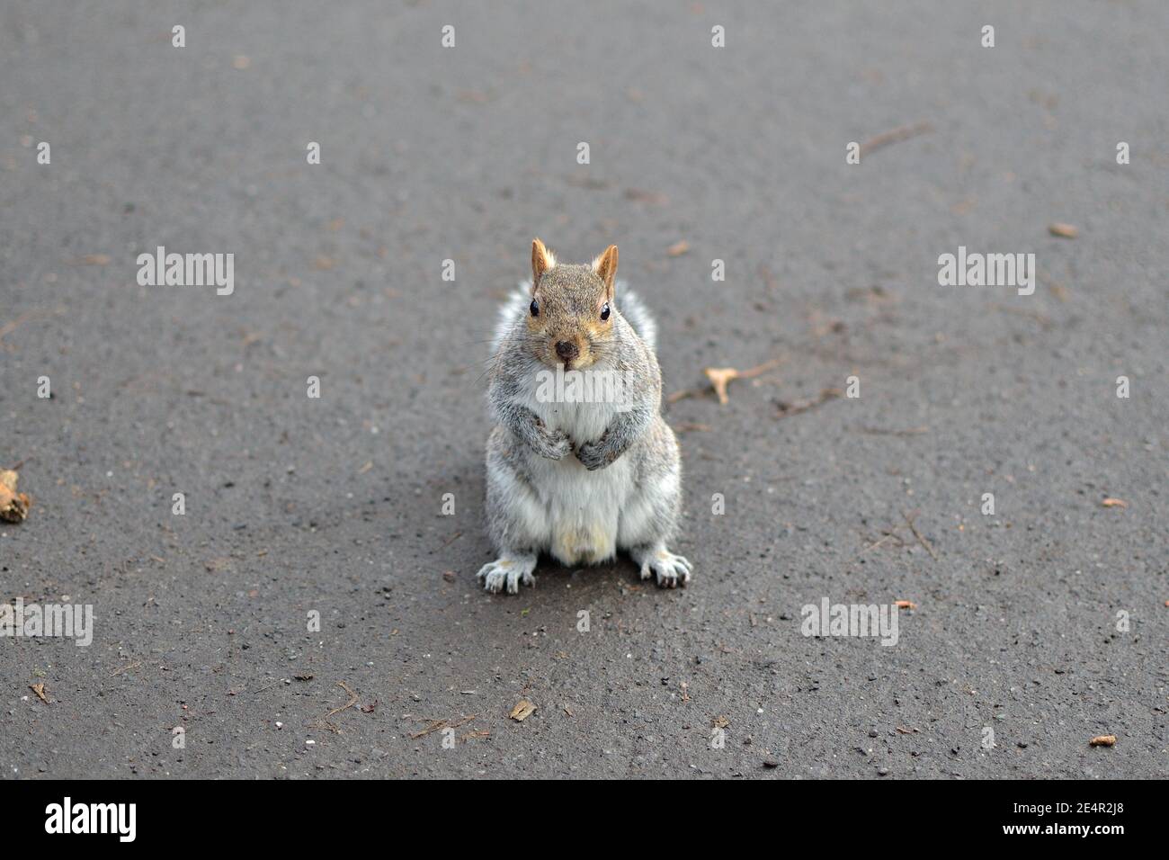 Squirrels in Glasgow Stock Photo Alamy