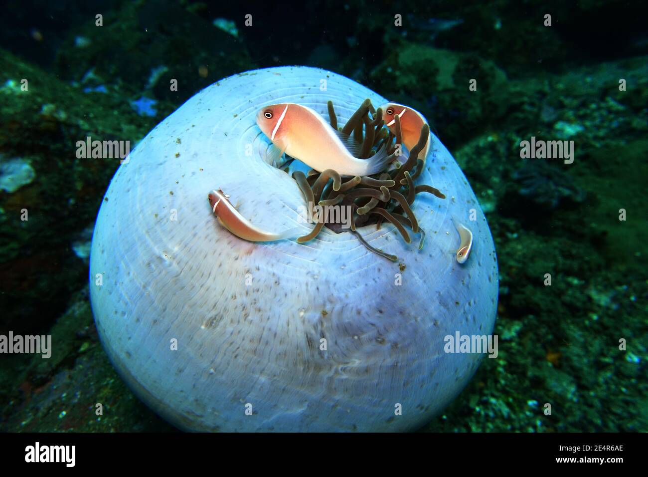 Halsband-Anemonenfisch oder Rosa Weißrückenanemonenfisch (Amphiprion perideraion) auf einer fast geschlossenen Prachtanemone (Heteractis magnifica), L Stock Photo