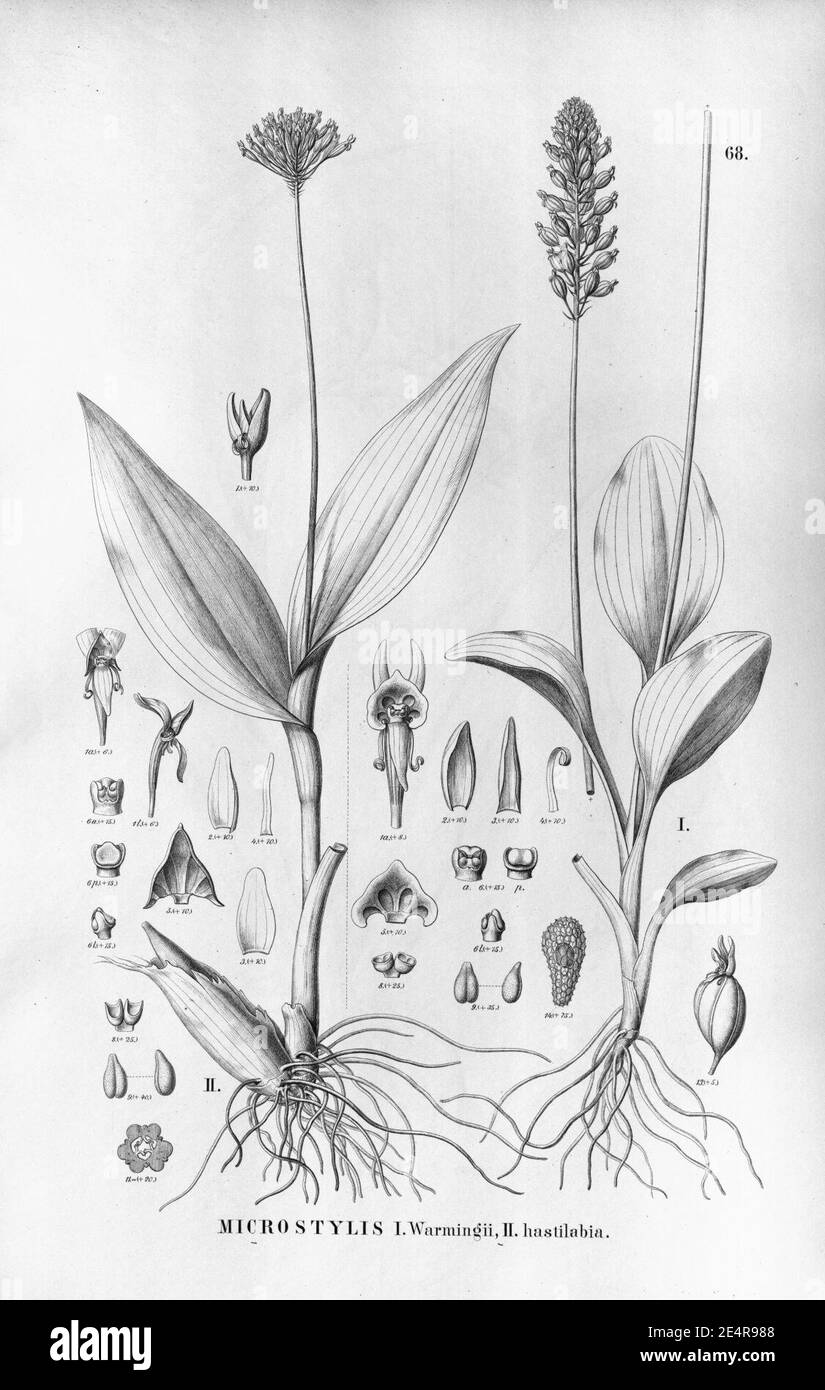 Malaxis warmingii (as Microstylis warmingii) - Malaxis excavata (as Microstylis hastilabia) - Ponthieva sprucei - Flora Brasiliensis 3-4-68. Stock Photo