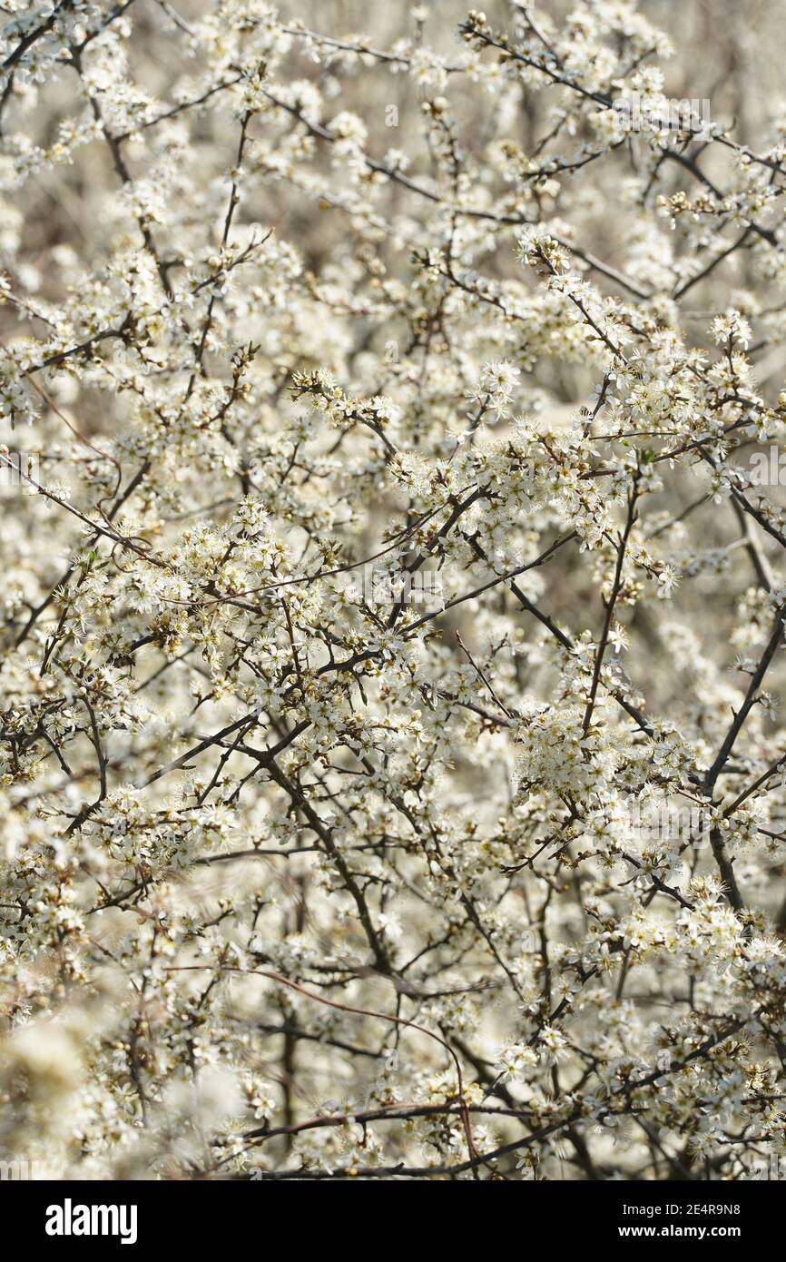 Blackthorn or sloe, Salix prunosa, is an important early white blossoming bush Stock Photo