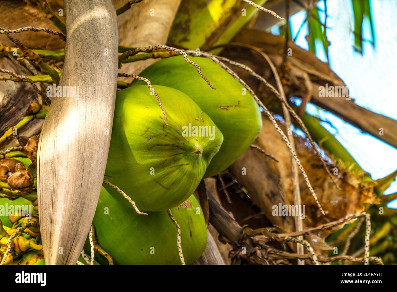 Green Coconuts Palm TreeLeaves Moorea Tahiti French Polynesia. Coconuts have milk meat,when dried become copra. Used in cosmetics. Stock Photo