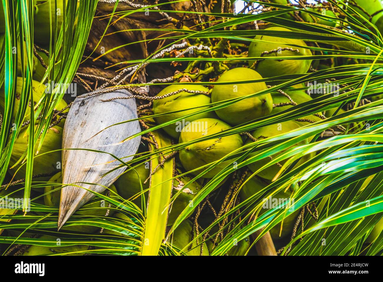 Green Coconuts Palm TreeLeaves Moorea Tahiti French Polynesia. Coconuts have milk meat dried become copra.  Used in cosmetics Stock Photo