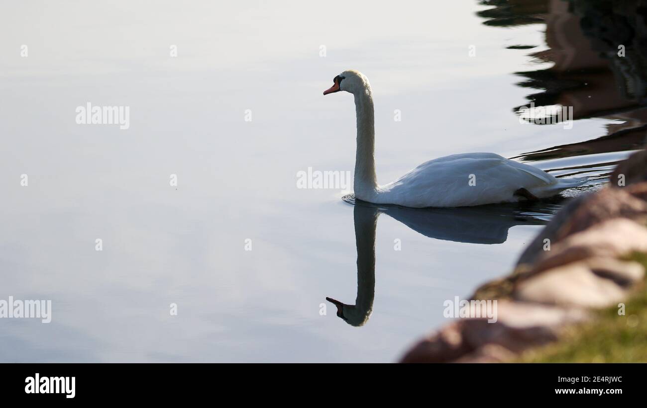 Swan reflection in water hi-res stock photography and images - Alamy