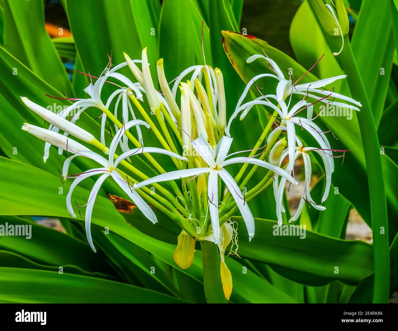 White Crinum Lily Green Leaves Moorea Tahiti French Polynesia Stock Photo