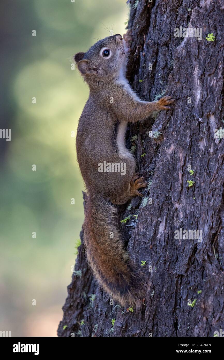 Squirrel in Montana Stock Photo Alamy