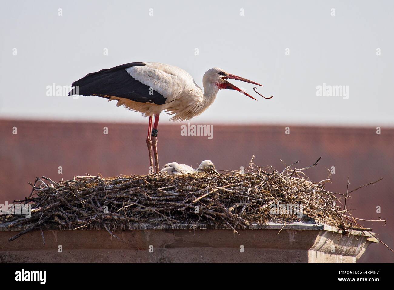White Stork (Ciconia ciconia), adult feeding chick in stork's nest with earthworm, Bavaria, Germany Stock Photo