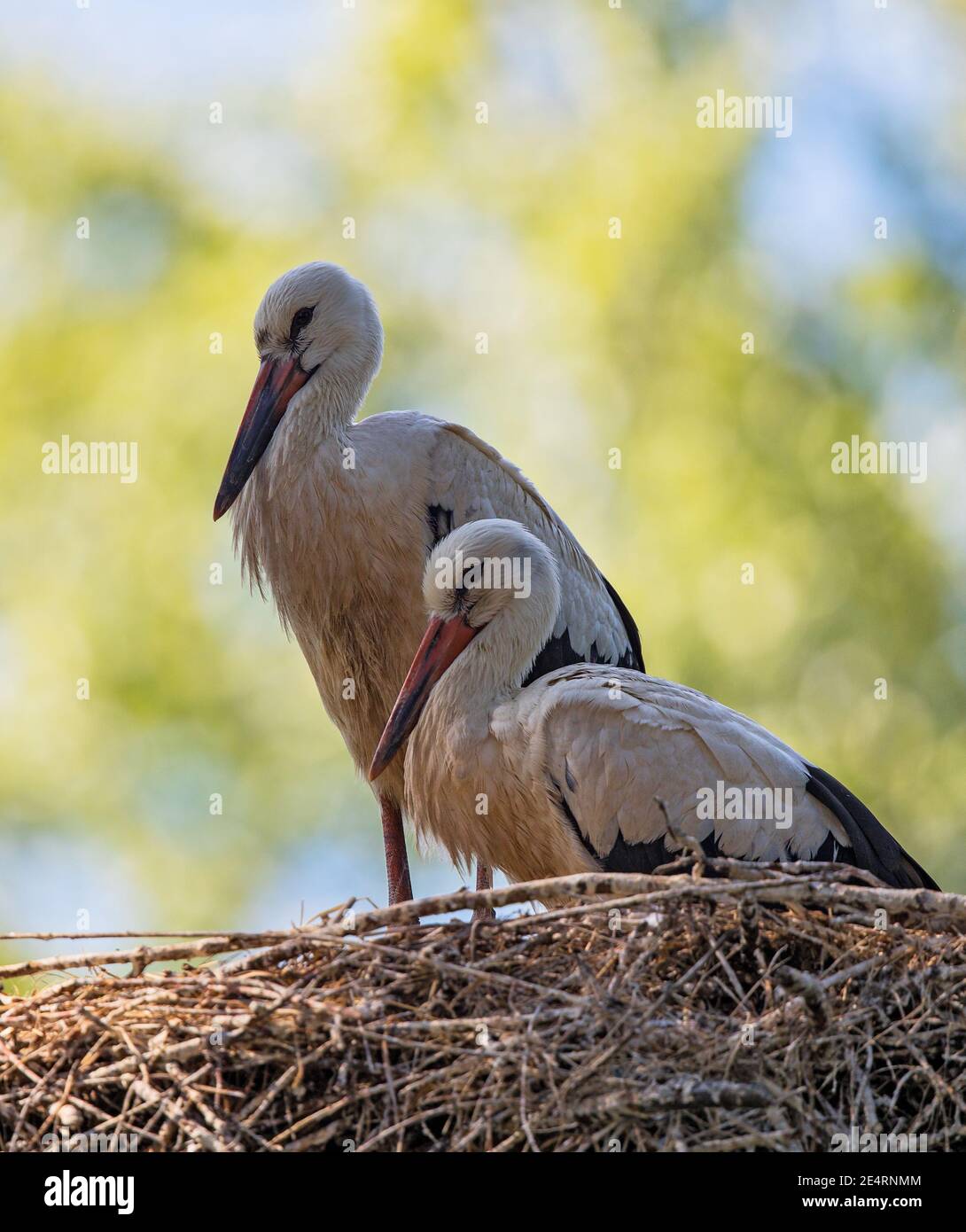 White Stork (Ciconia ciconia) two young birds sitting in stork's nest, Baden-Wuerttemberg, Germany Stock Photo