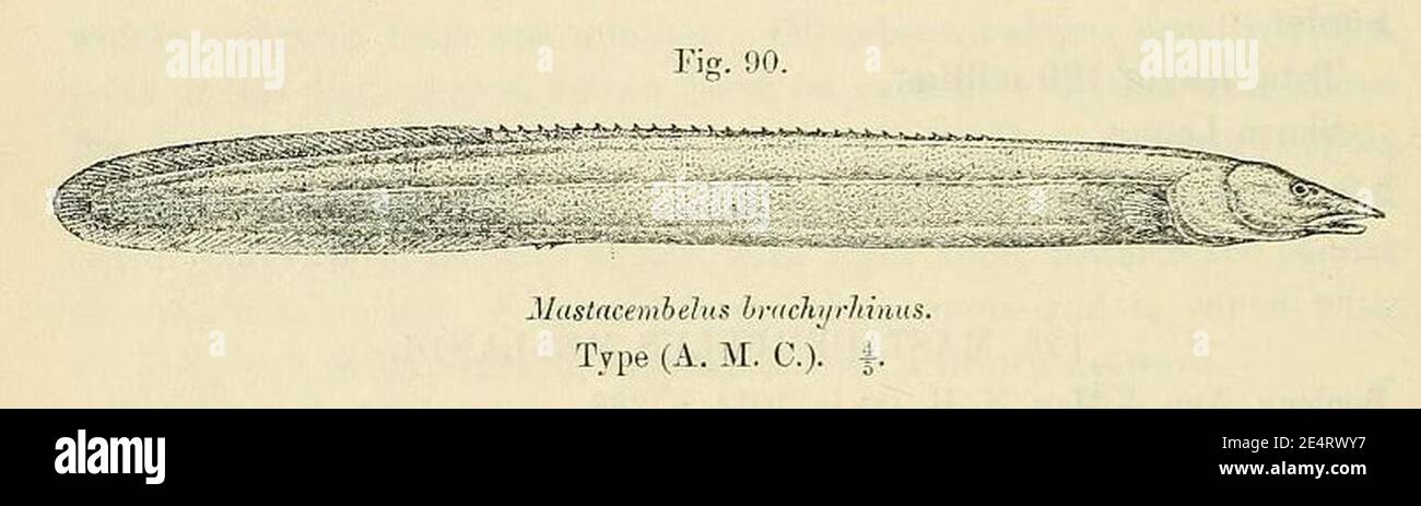 Mastacembelus brachyrhinus. Stock Photo