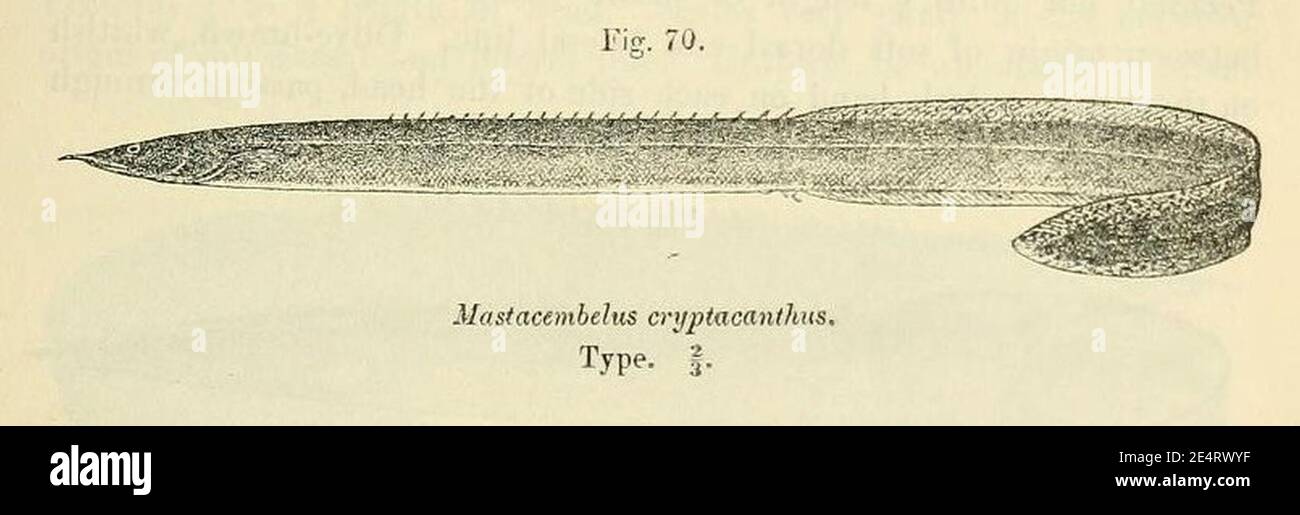 Mastacembelus cryptacanthus2. Stock Photo