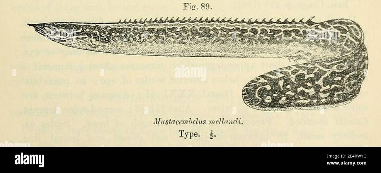 Mastacembelus frenatus3. Stock Photo