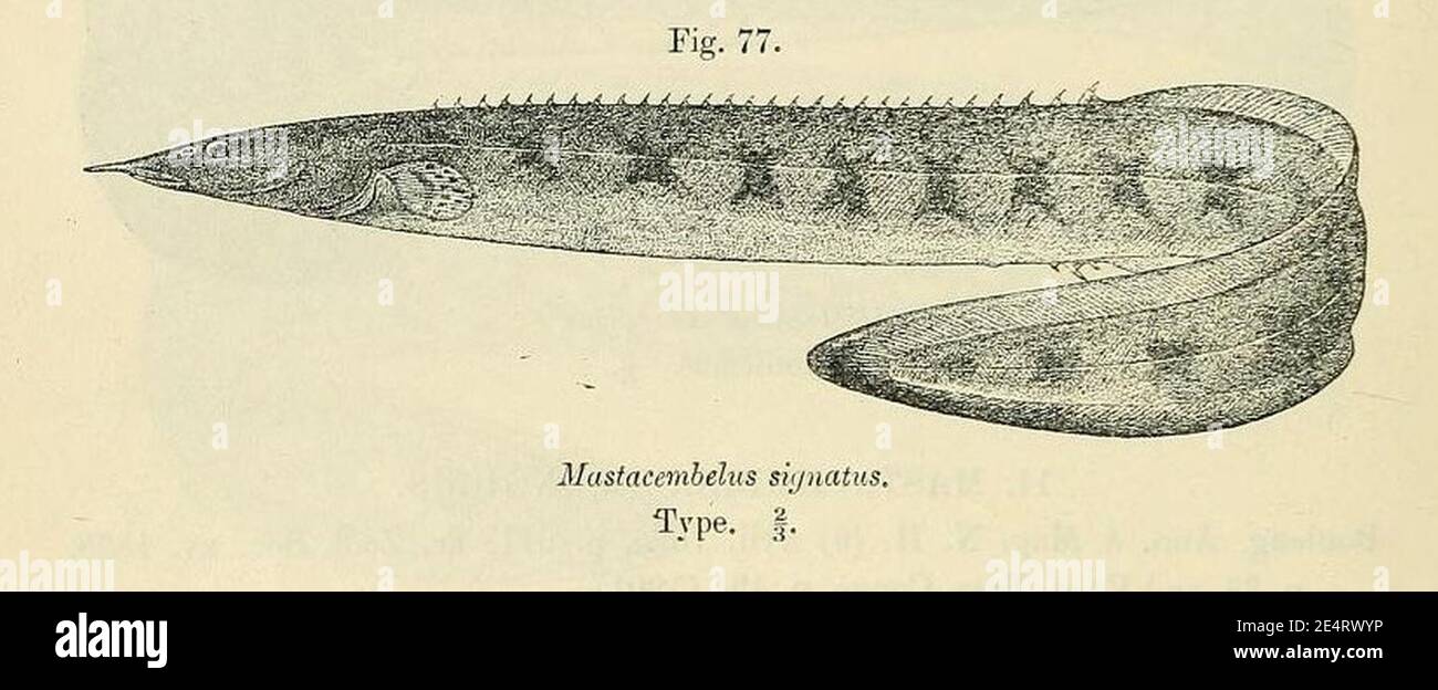 Mastacembelus congicus. Stock Photo