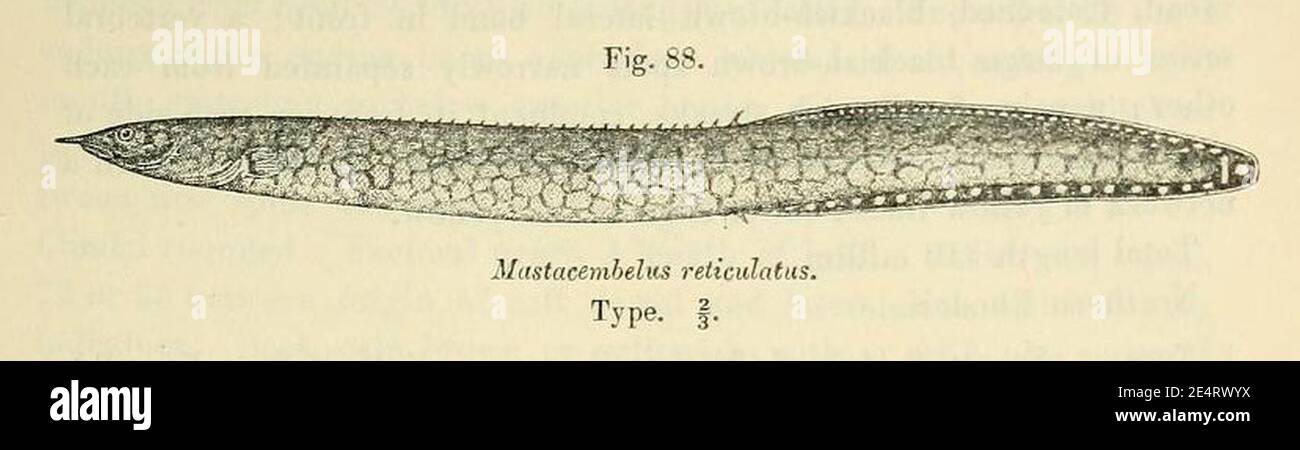 Mastacembelus liberiensis. Stock Photo