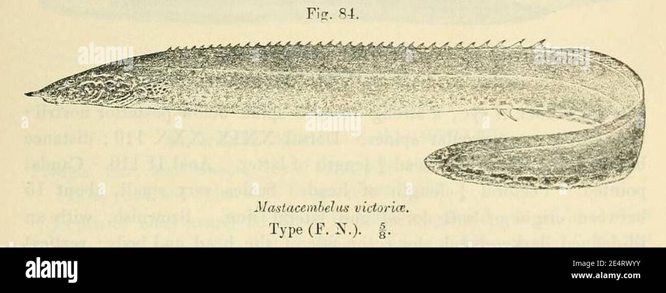 Mastacembelus frenatus4. Stock Photo