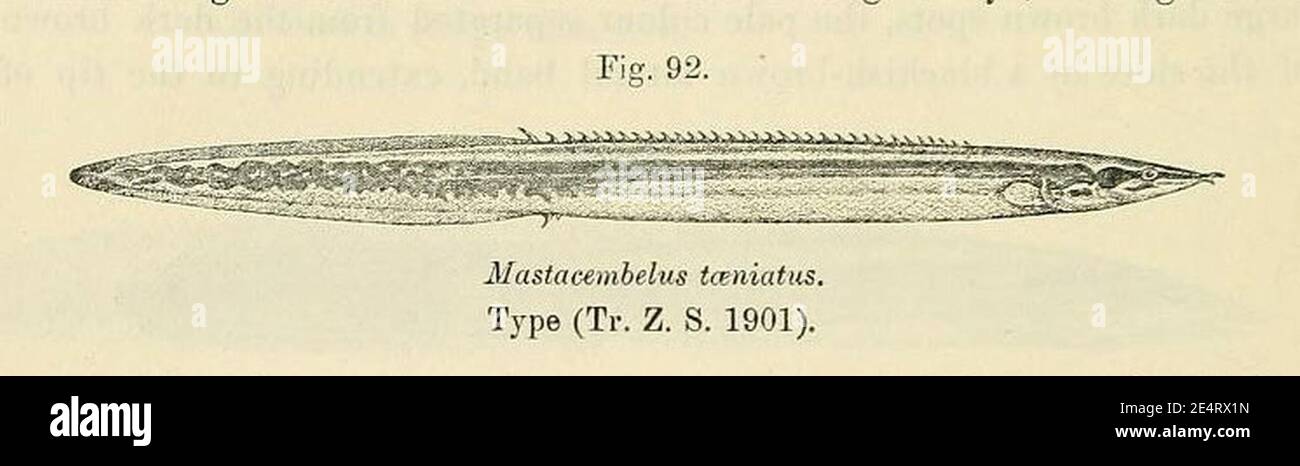 Mastacembelus frenatus. Stock Photo