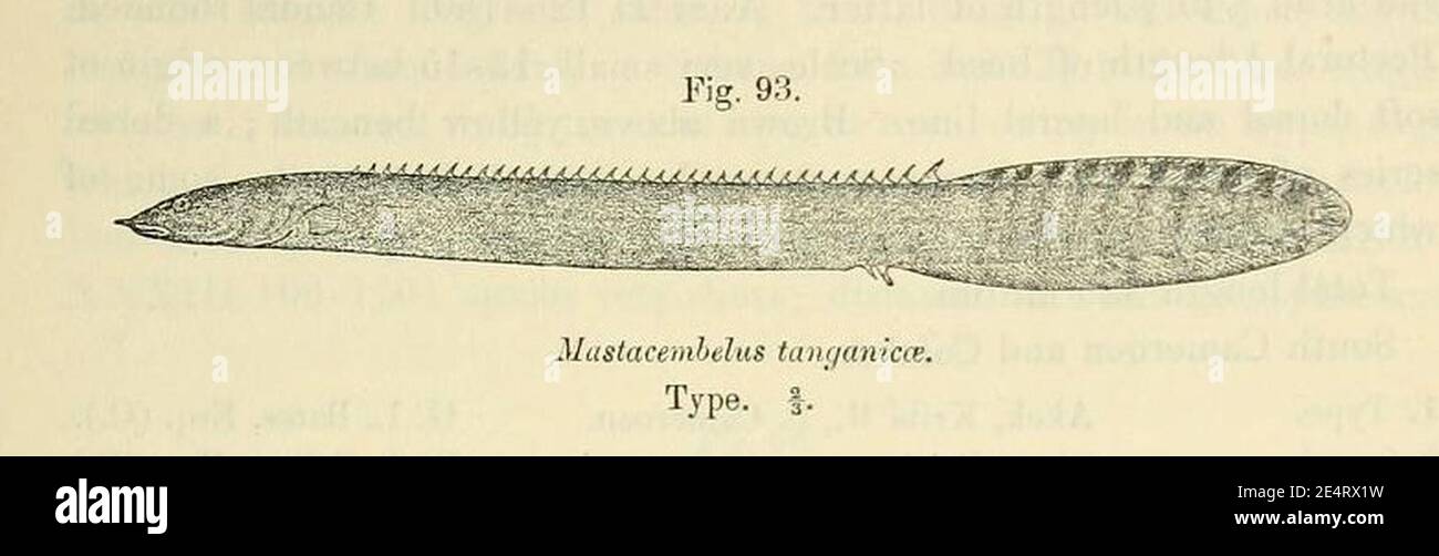 Mastacembelus tanganicae. Stock Photo