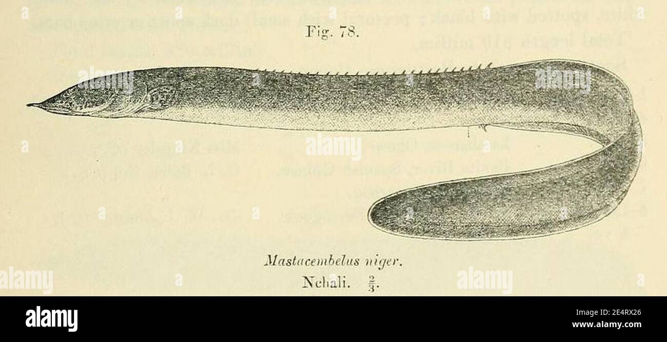 Mastacembelus niger5. Stock Photo